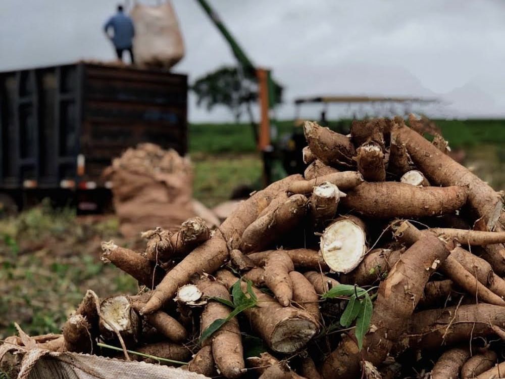 キャッサバのイメージ写真