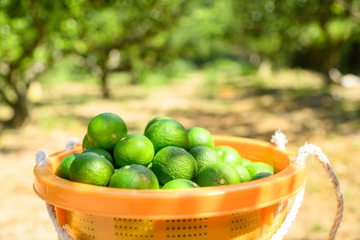 徳島県産のすだち