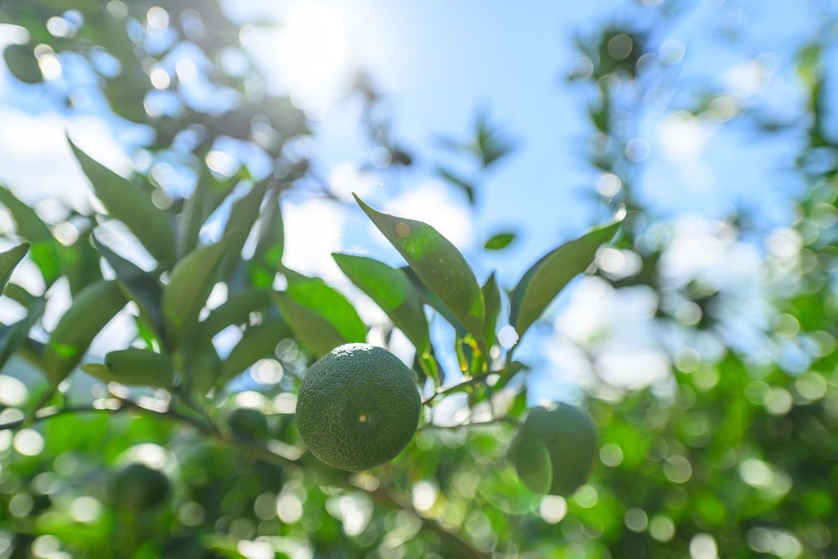 「UNUA(ウヌア)」の美容オイルに使われている、徳島県産すだち