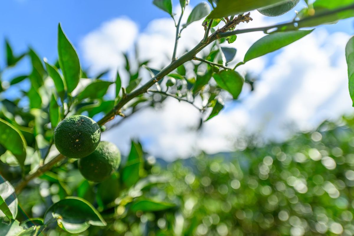 徳島産のすだち