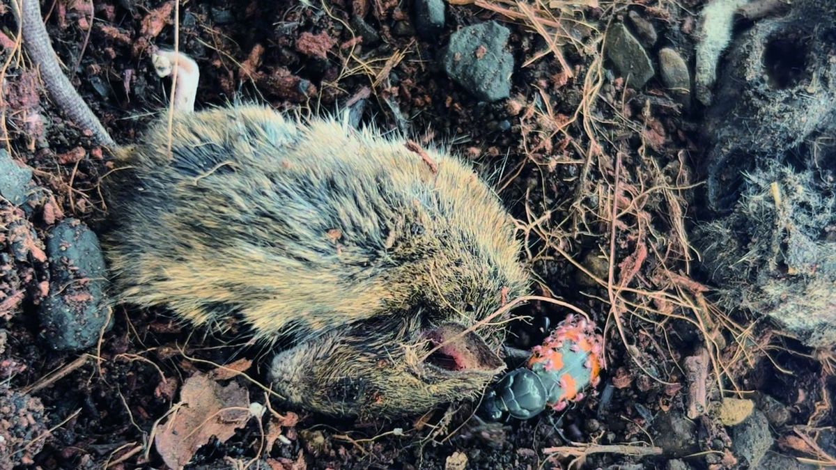 うんこと死体の復権