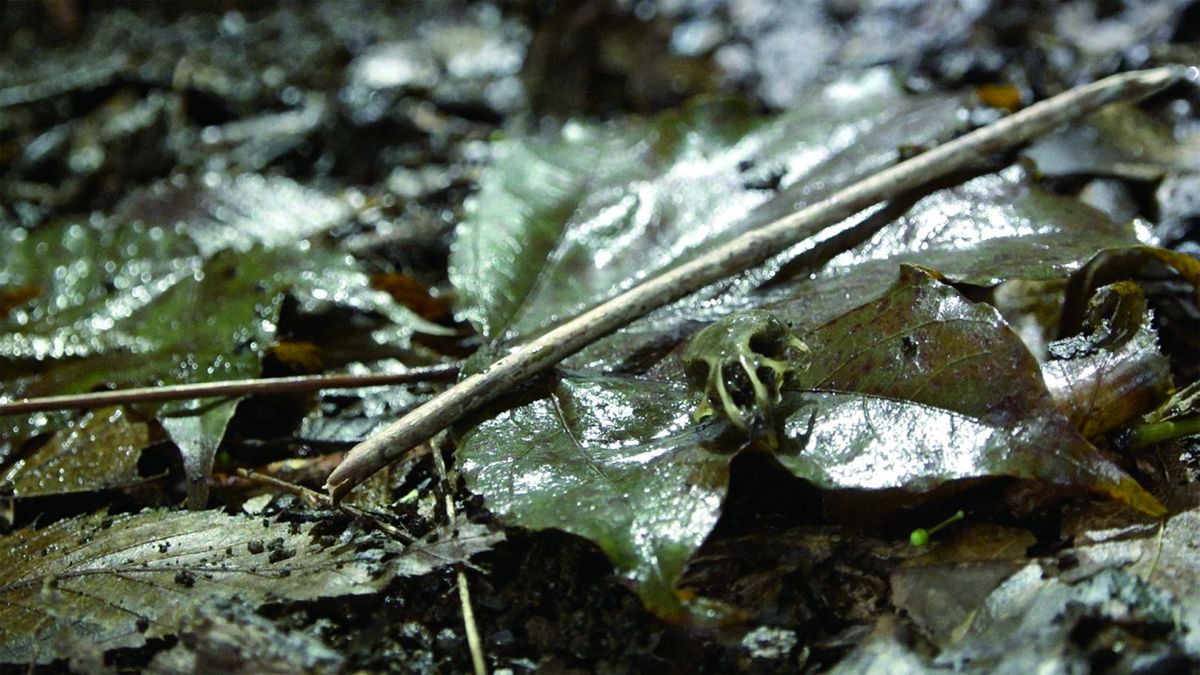 うんこと死体の復権