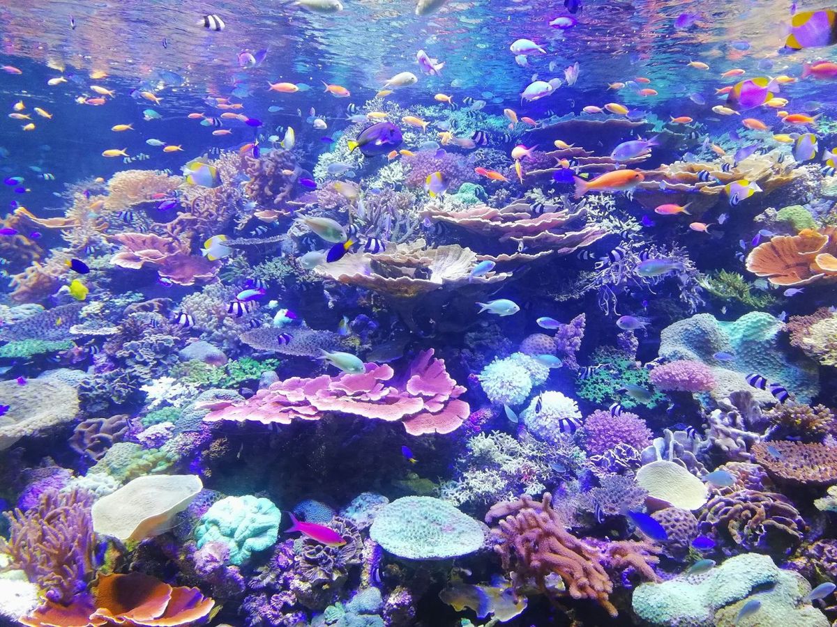 水の中で泳ぐ魚