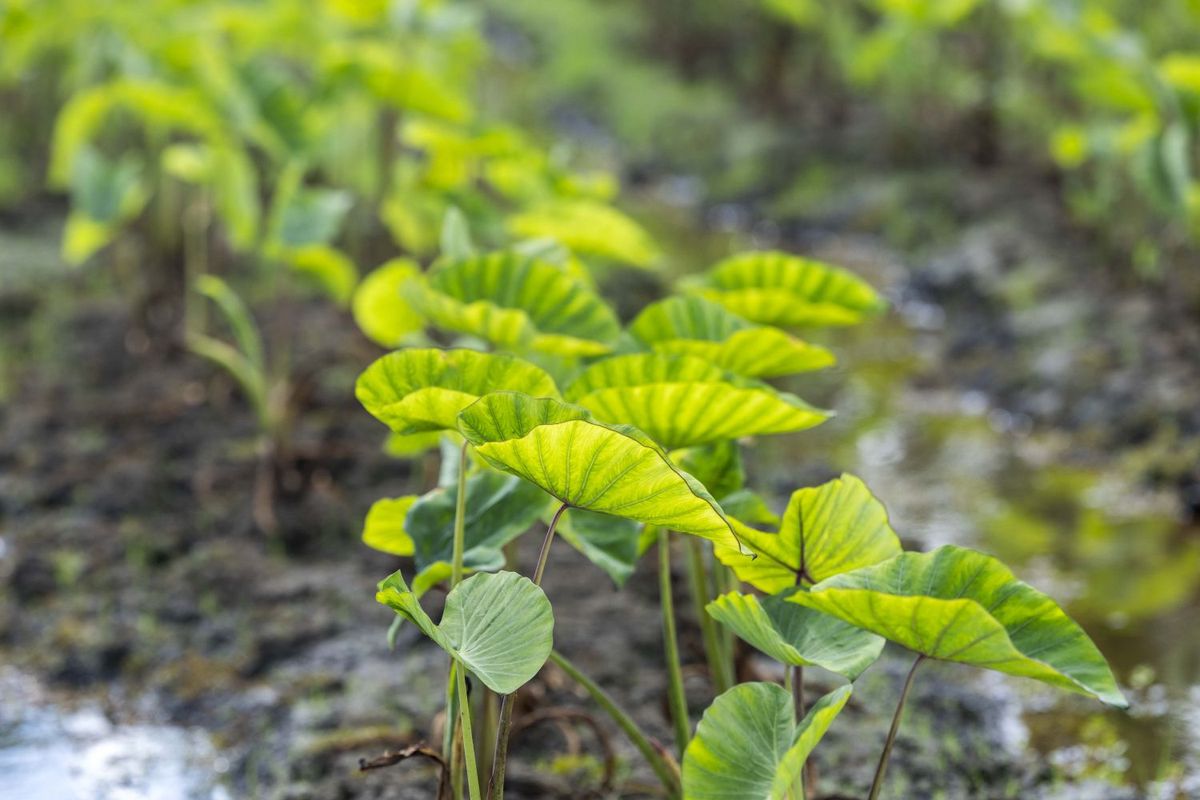 ハワイのタロイモ畑