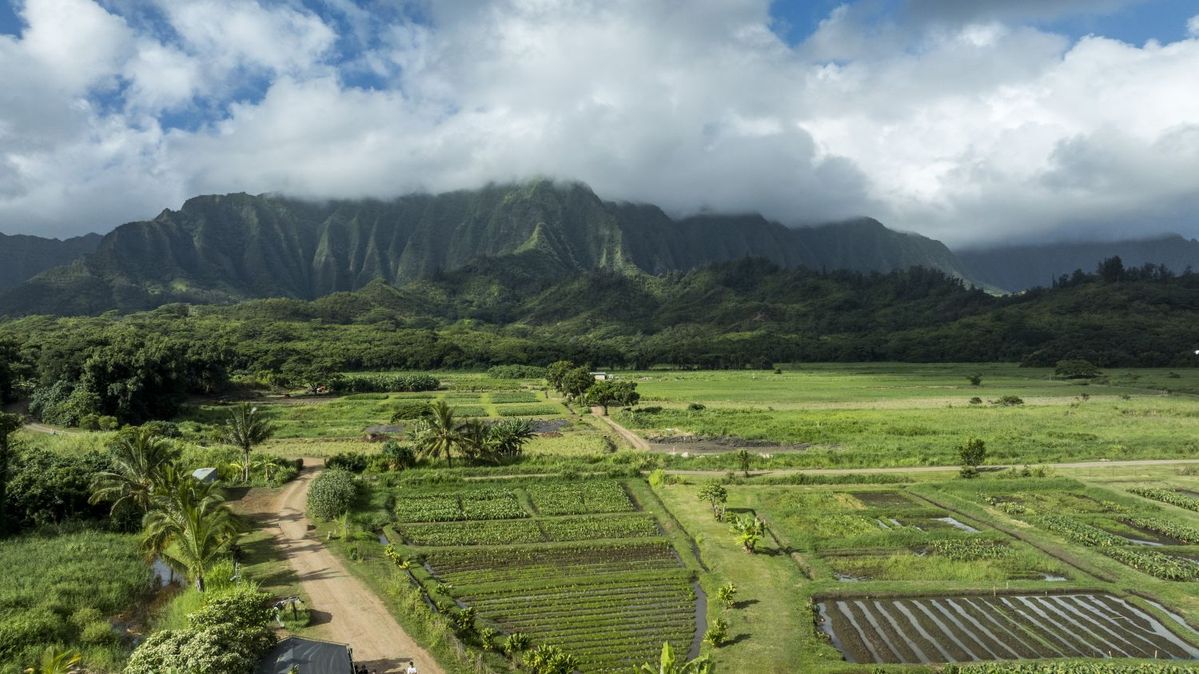 ハワイのタロイモ畑