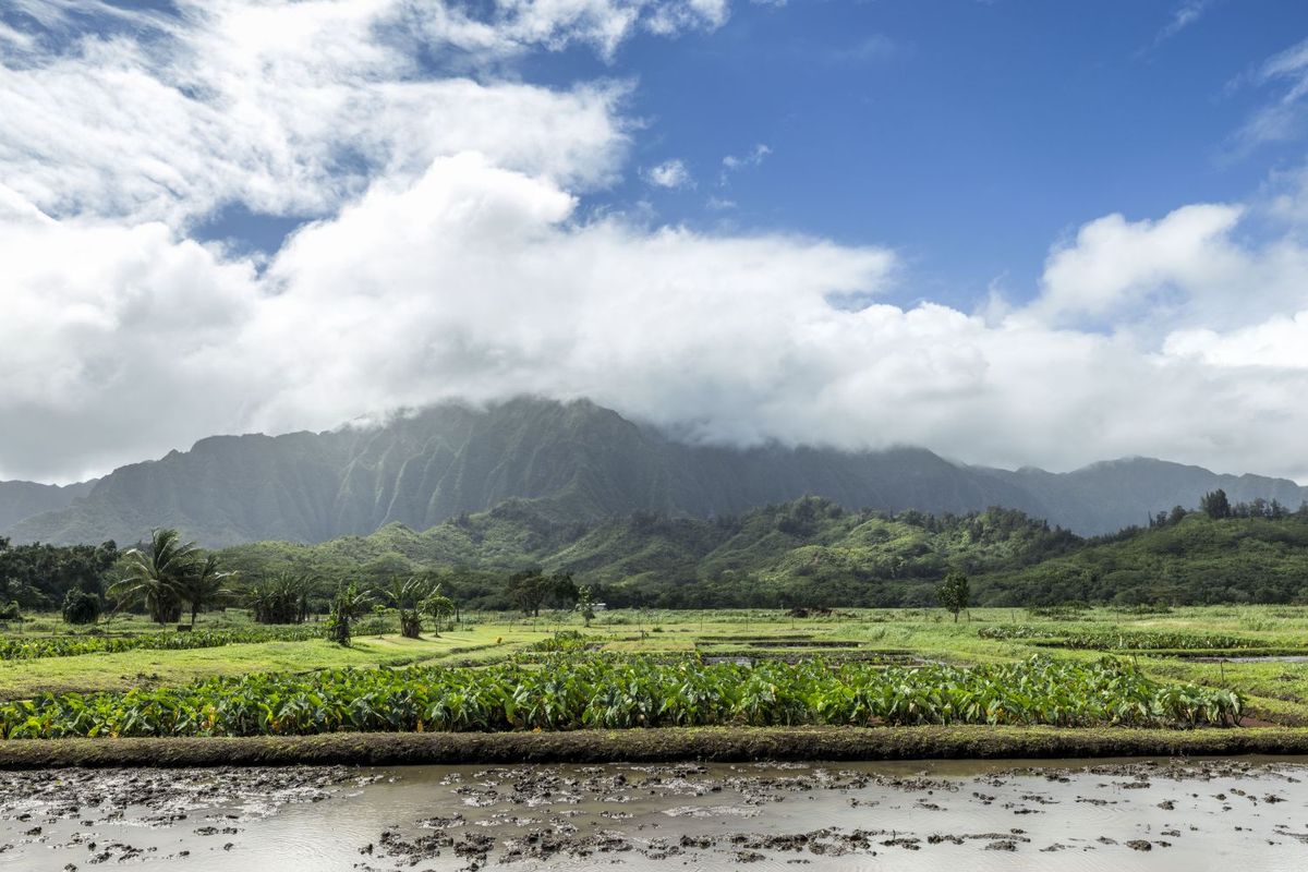 ハワイのタロイモ畑