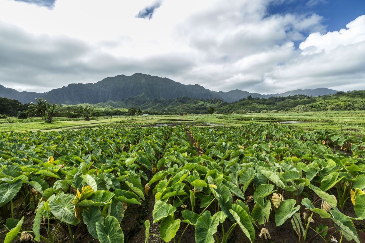 ハワイのタロイモ畑