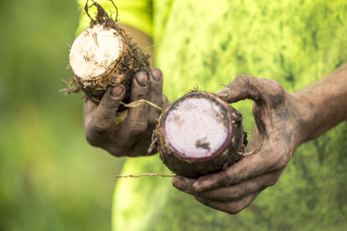 タロイモ