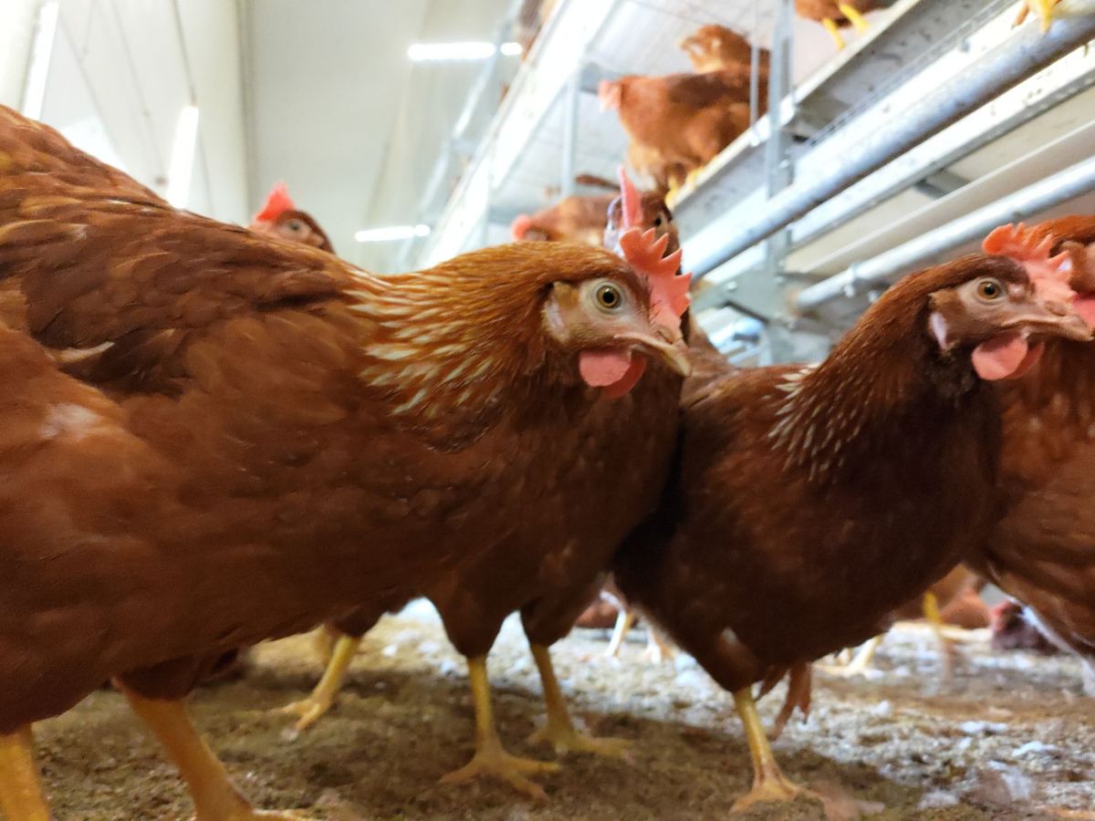 ケージフリーの養鶏