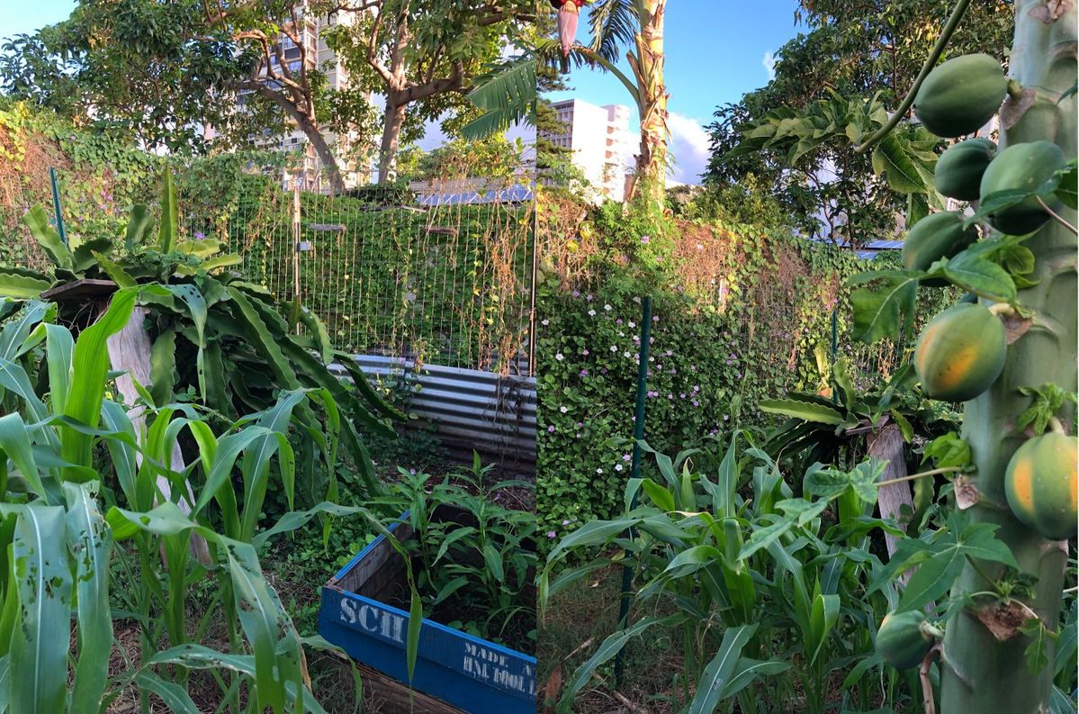 ハワイのコミュニティファーム