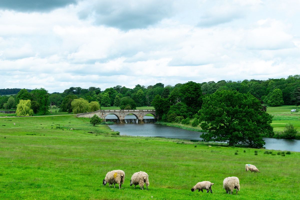 放牧されている羊の群れ
