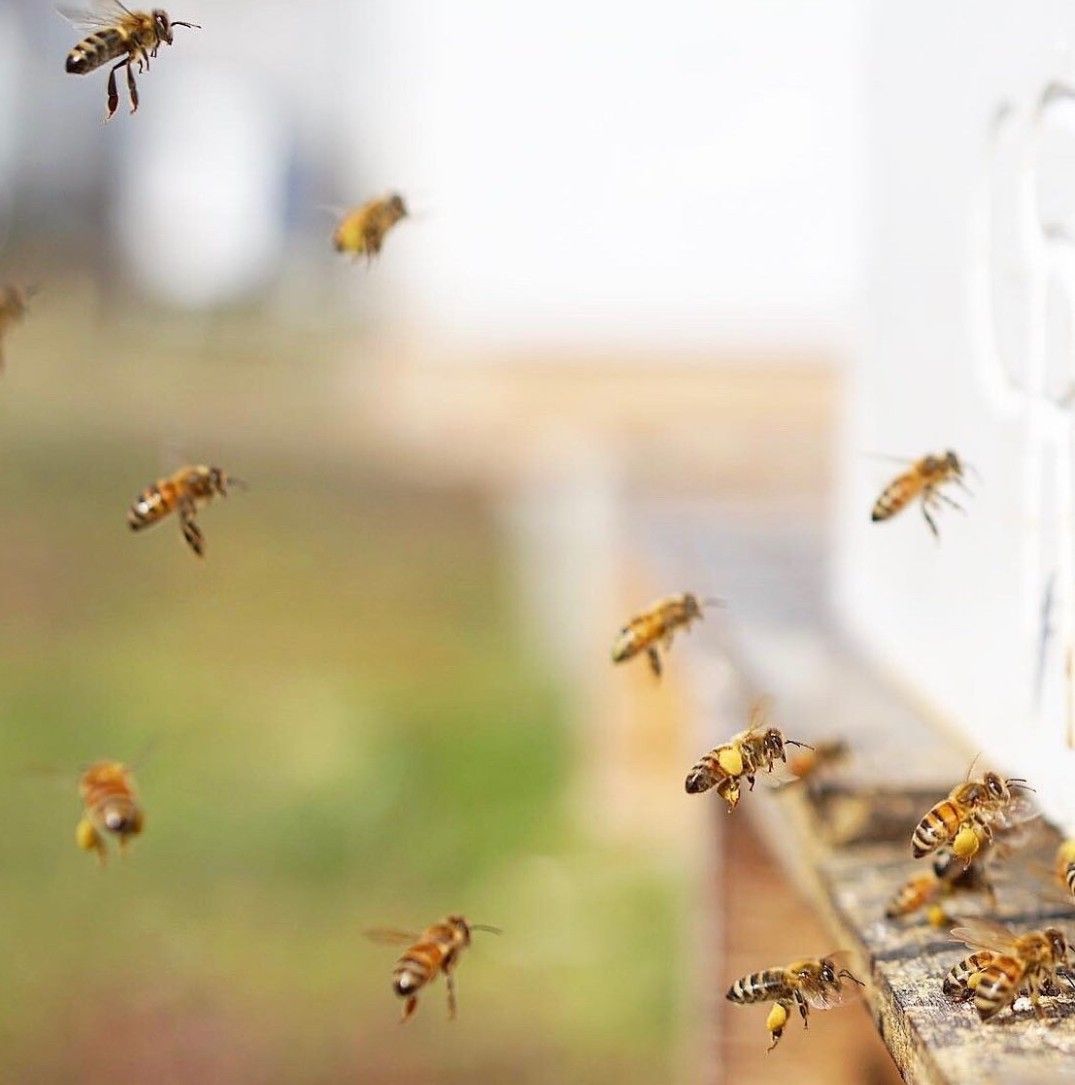 飛び交うミツバチたち