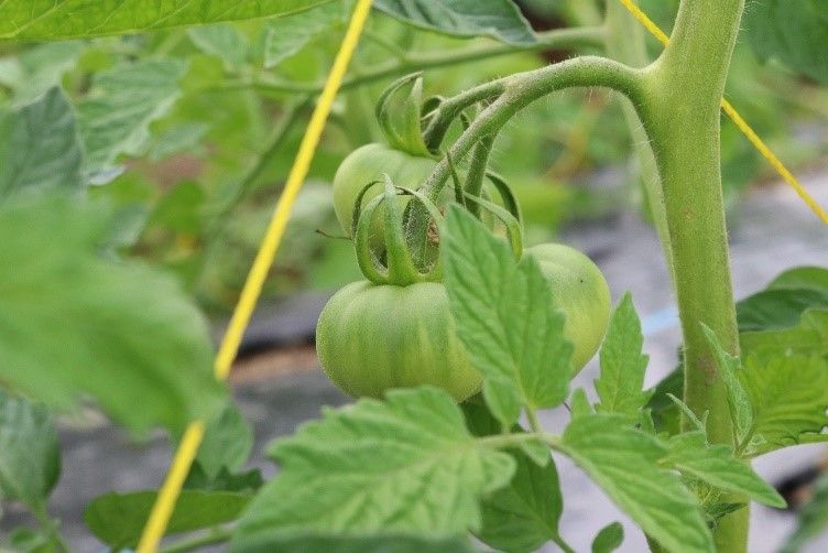 収穫前のミニトマト