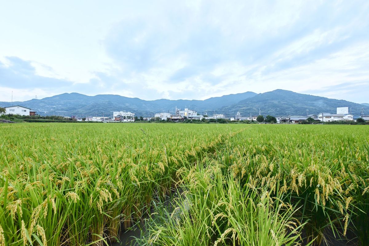 築野食品がこめ油で使う国産米の田んぼ
