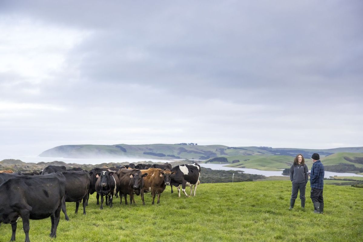 ニュージーランドの放牧酪農（グラスフェッド）の牛と酪農家
