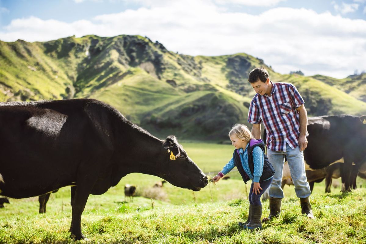 ニュージーランドの放牧酪農（グラスフェッド）の牛