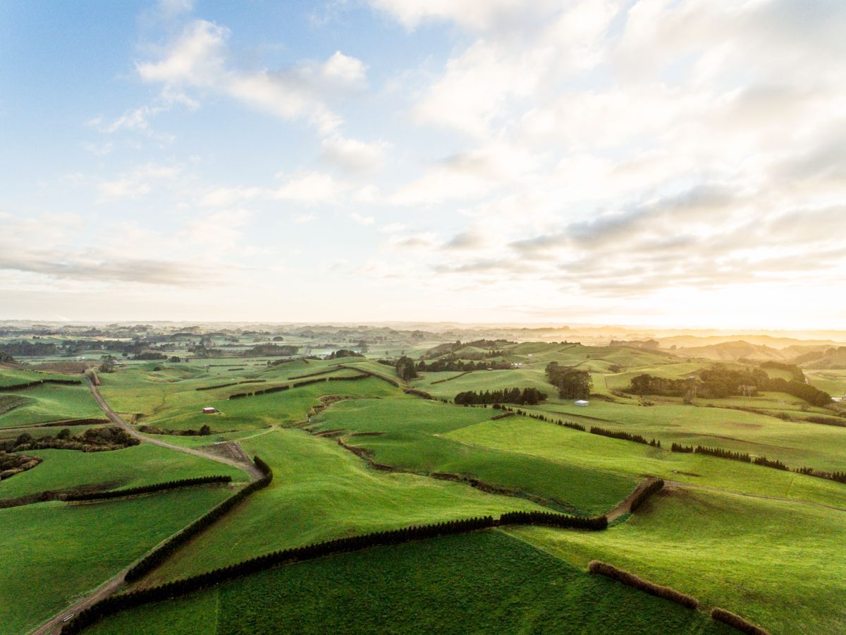 ニュージーランドの放牧（グラスフェッド）の牧場