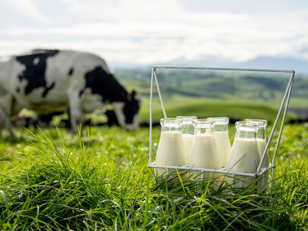 ニュージーランドのグラスフェッドの「フォンテラ」のミルク