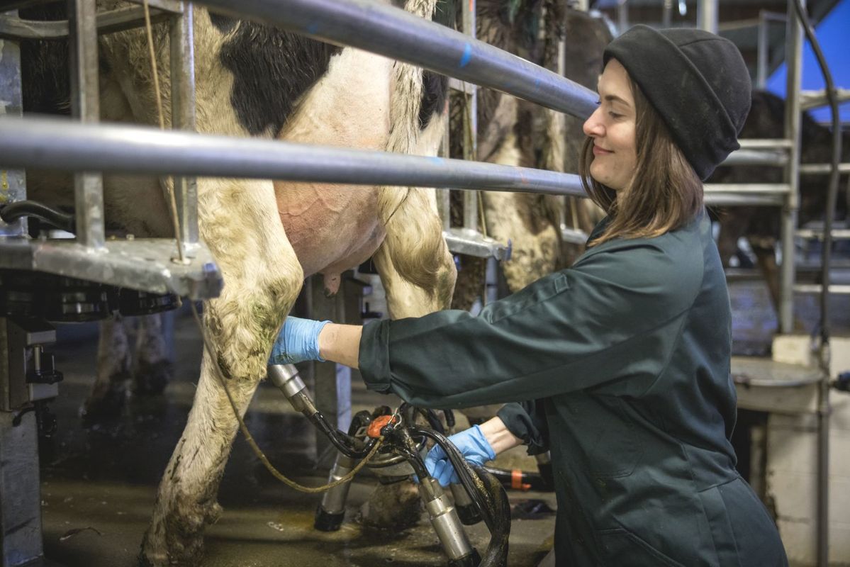 ニュージーランドの牛舎で働く若い女性酪農家