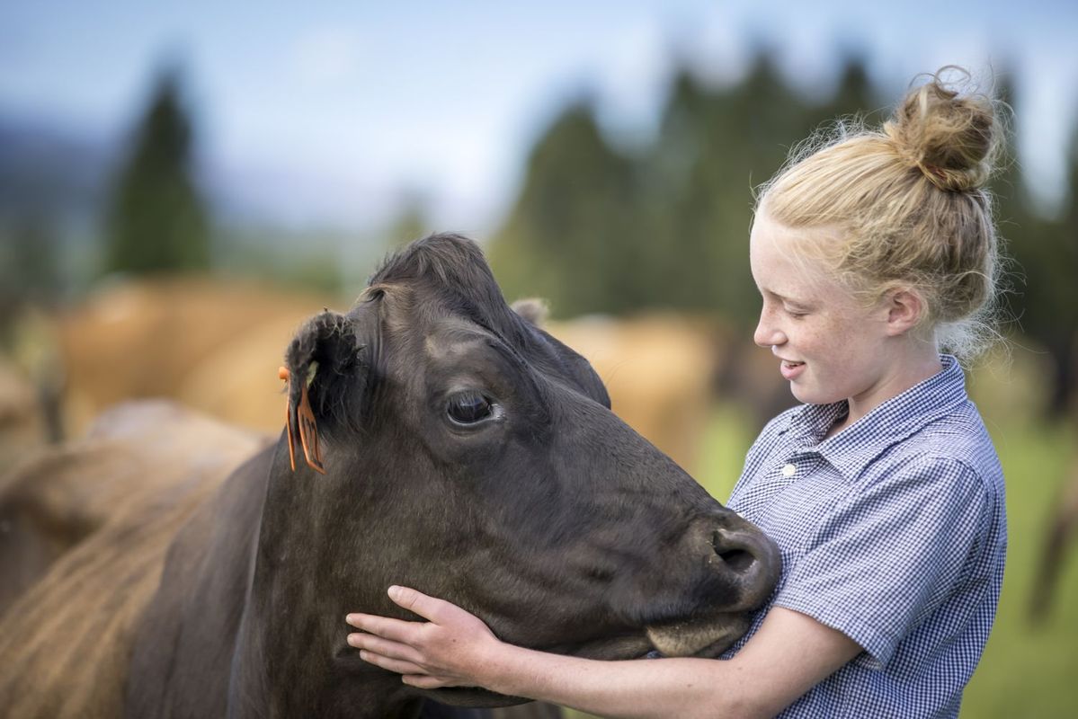 ニュージーランドの放牧酪農（グラスフェッド）の牛と触れ合う子ども
