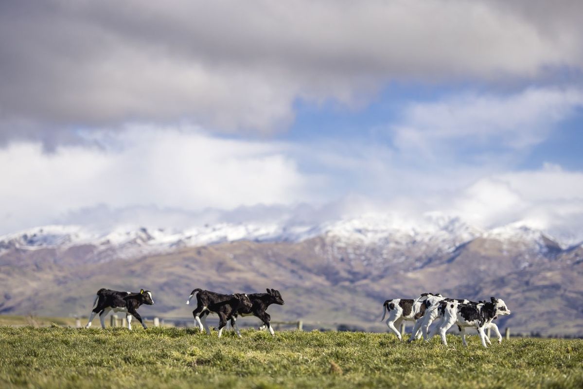 ニュージーランドの放牧酪農（グラスフェッド）で走り回る牛