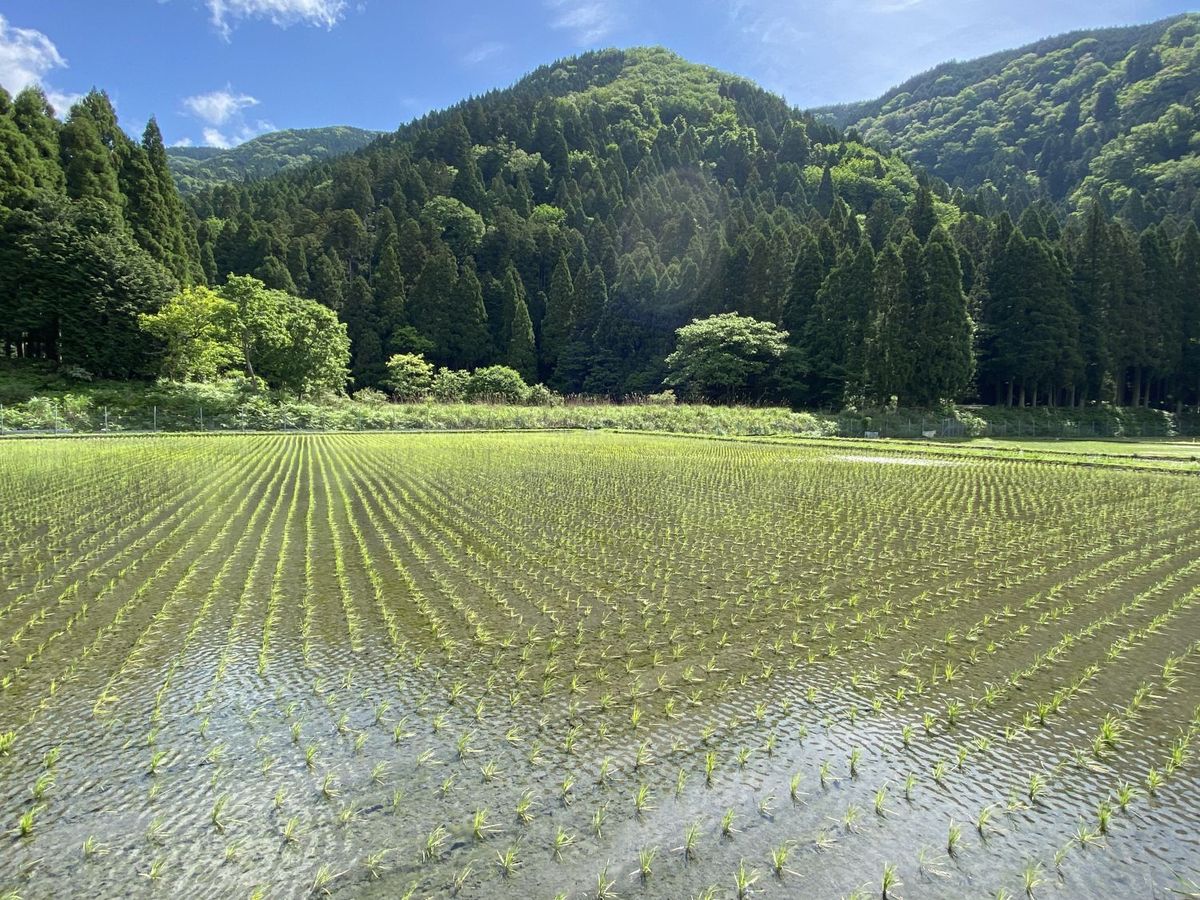 株式会社なごみの田んぼ