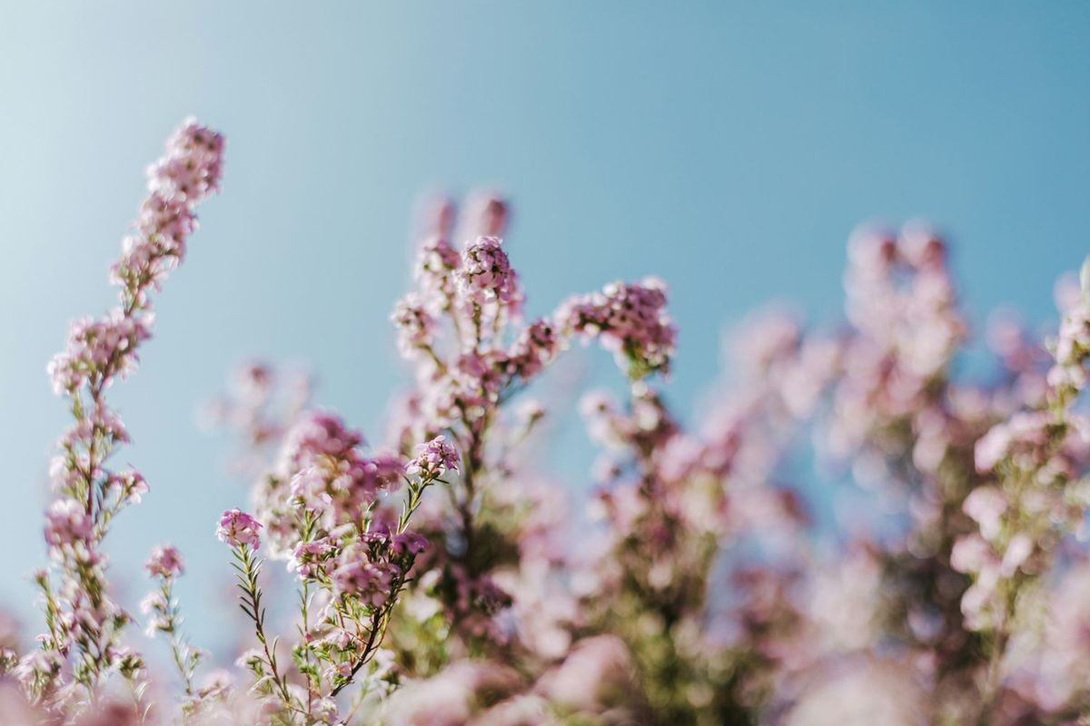 色鮮やかな花畑と空