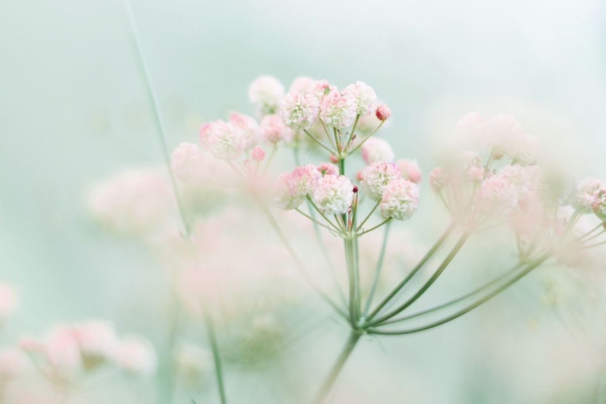 かすんで見える花