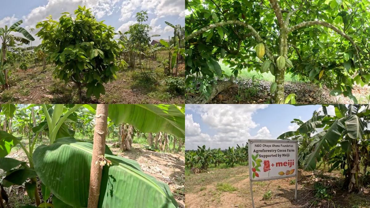 メイジ・カカオ・サポート