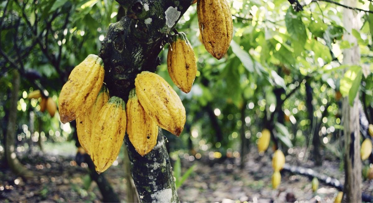 メイジ・カカオ・サポート