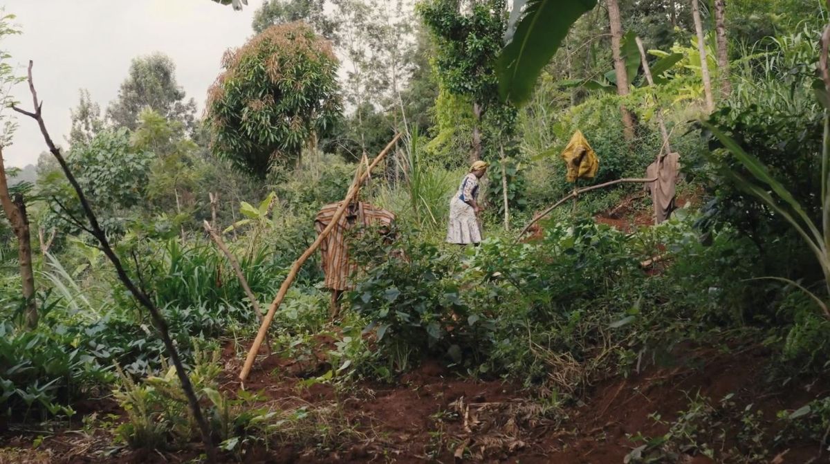 君の根は。大地再生にいどむ人々