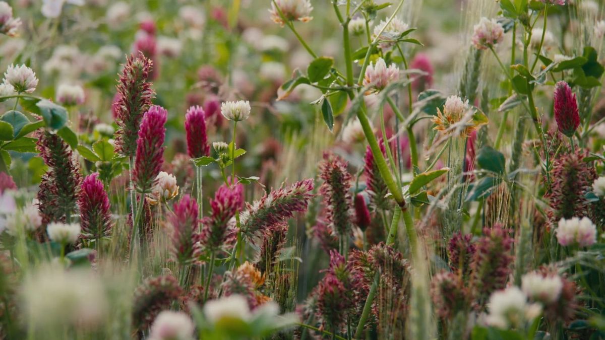 君の根は。大地再生にいどむ人々