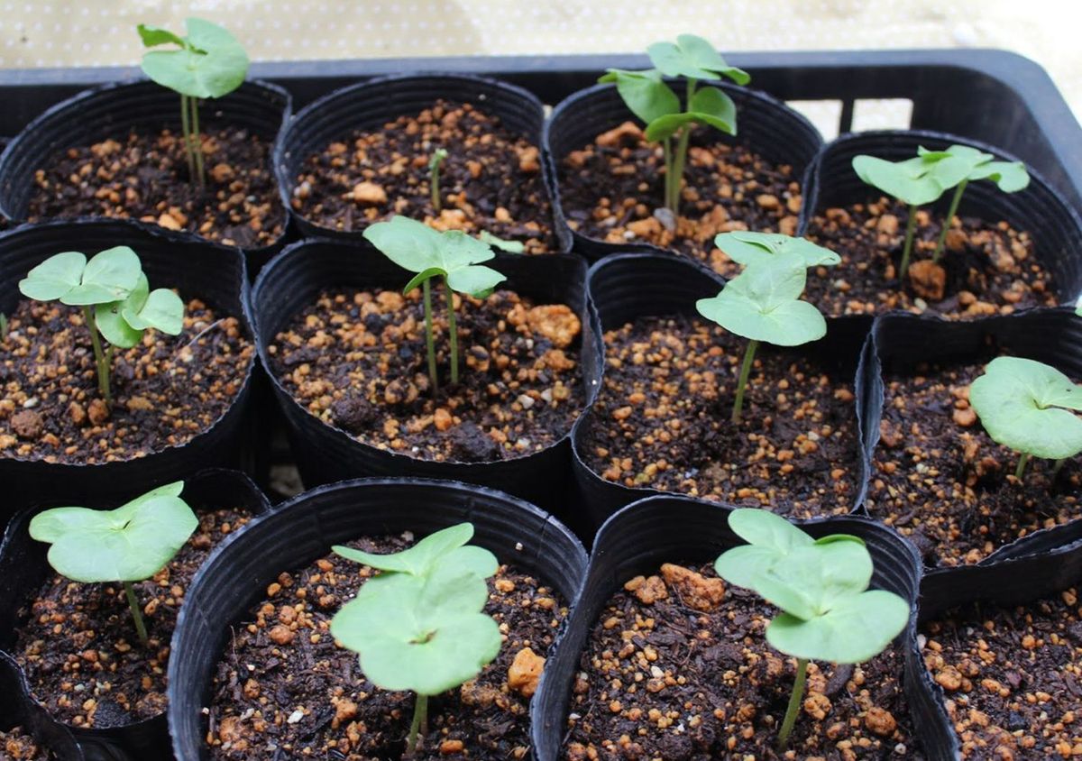 コットン栽培のイメージ写真