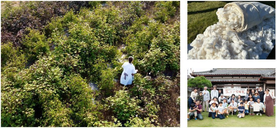 アバティコットン倶楽部 イメージ写真