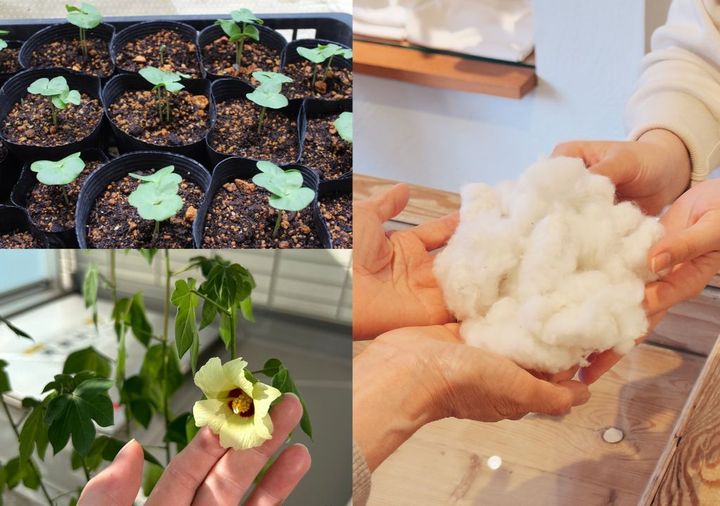 PRISTINE gents イタリアンカラープルオーバー オーガニックコットン