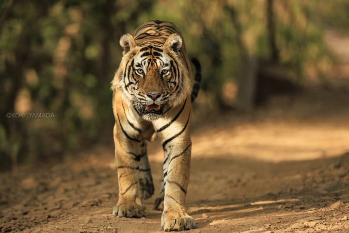 森に生きる虎が私たちに問いかける、地球のいま | ELEMINIST