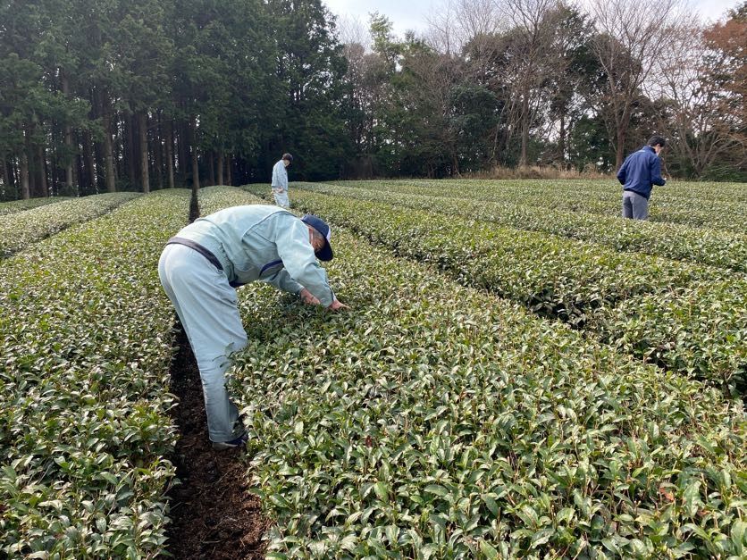 茶葉栽培のイメージ写真