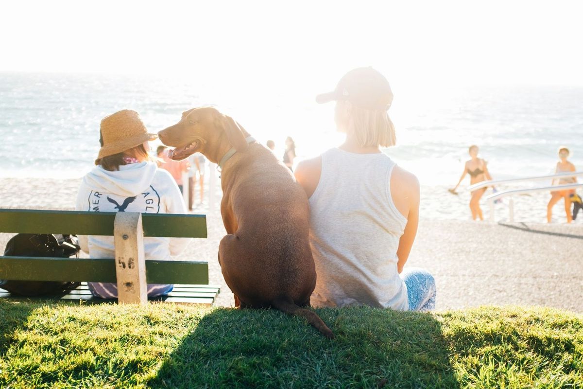 砂浜で遊ぶ人と犬