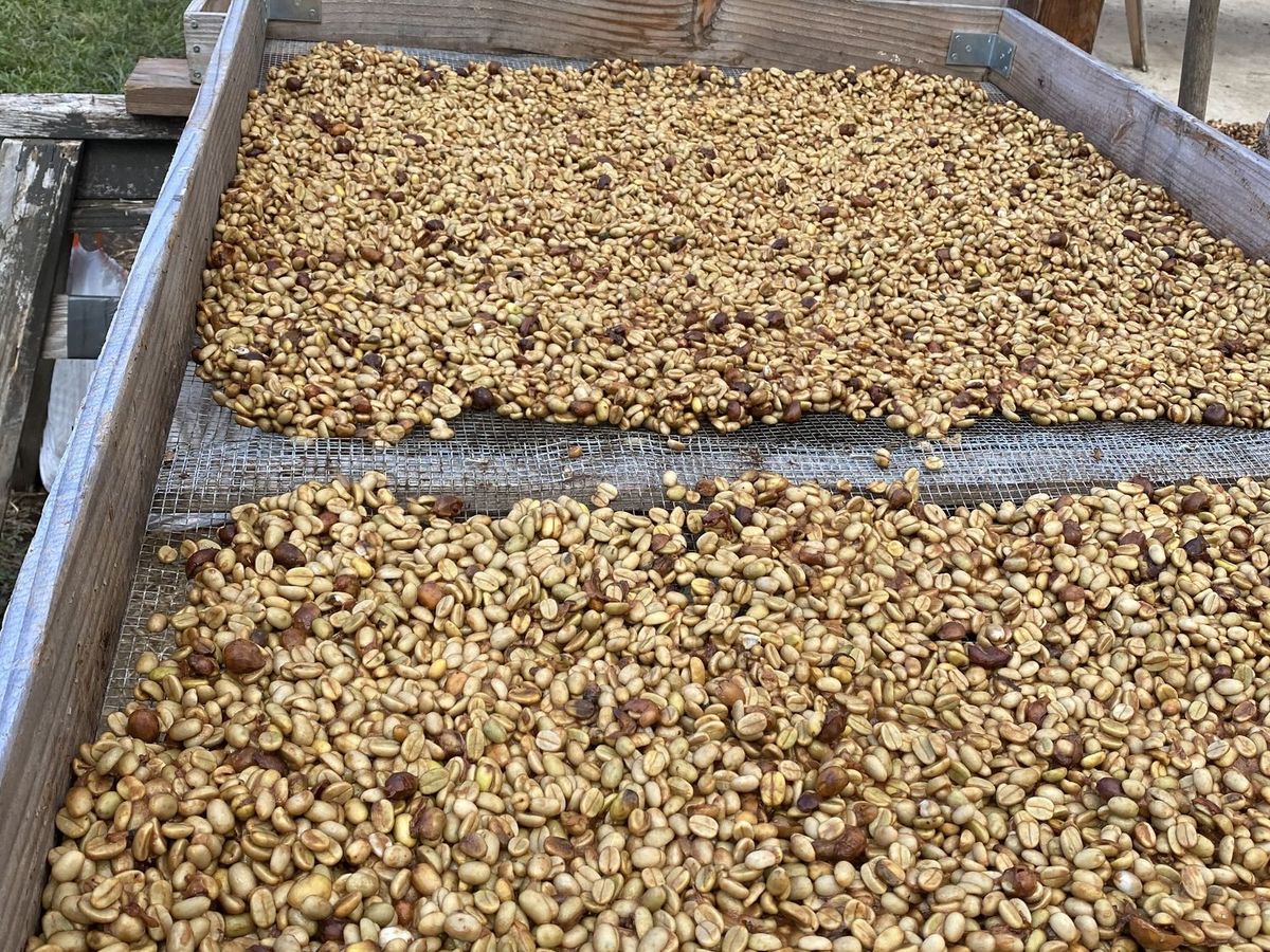 アナエロビコの精製過程の様子