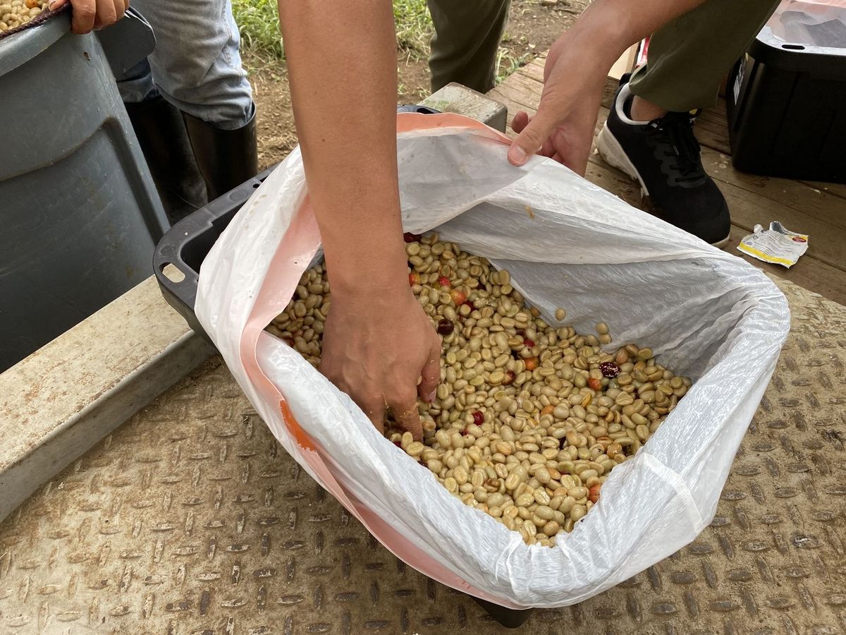 アナエロビコの精製過程の様子