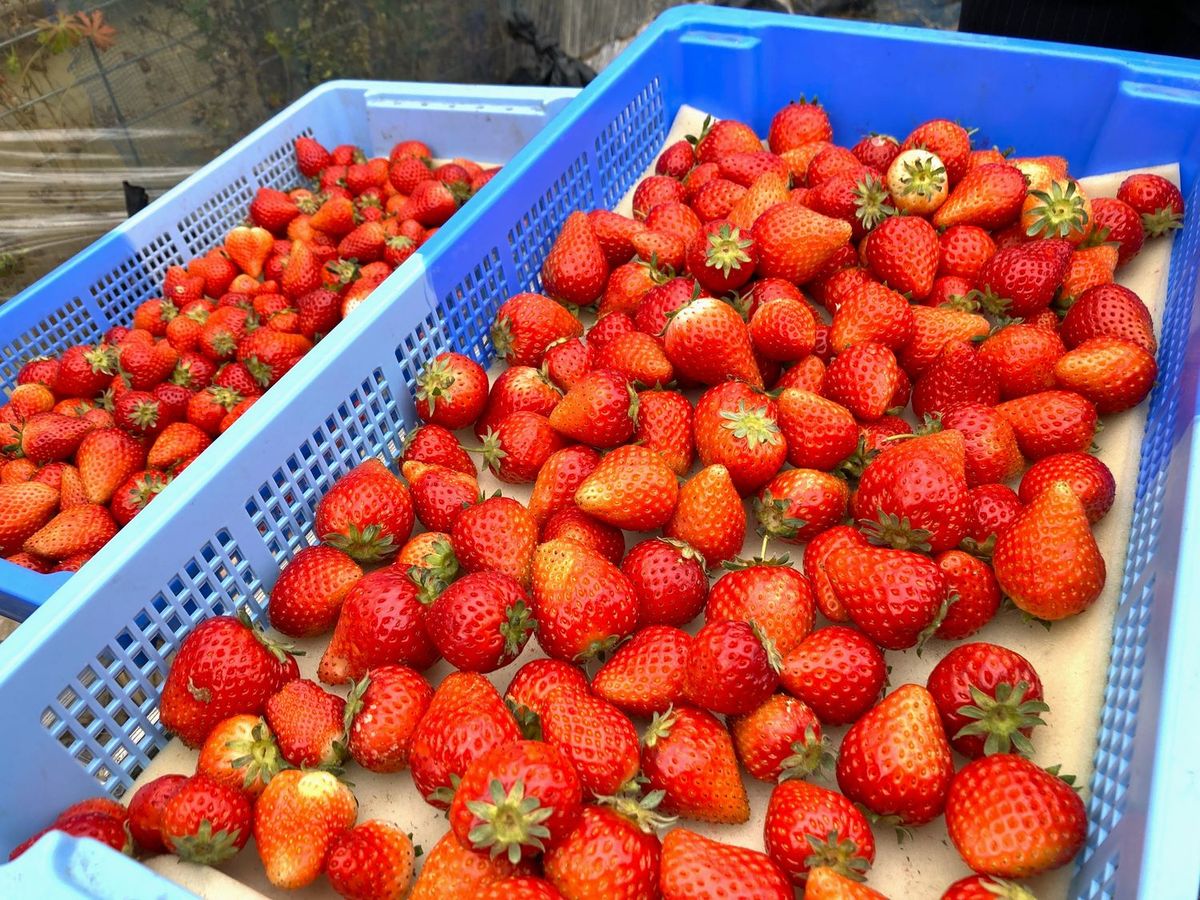 なごりいちご 収穫写真