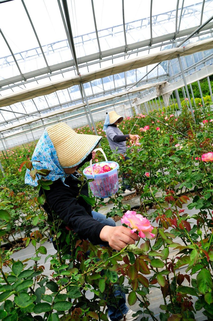手摘みと選別で高品質を実現