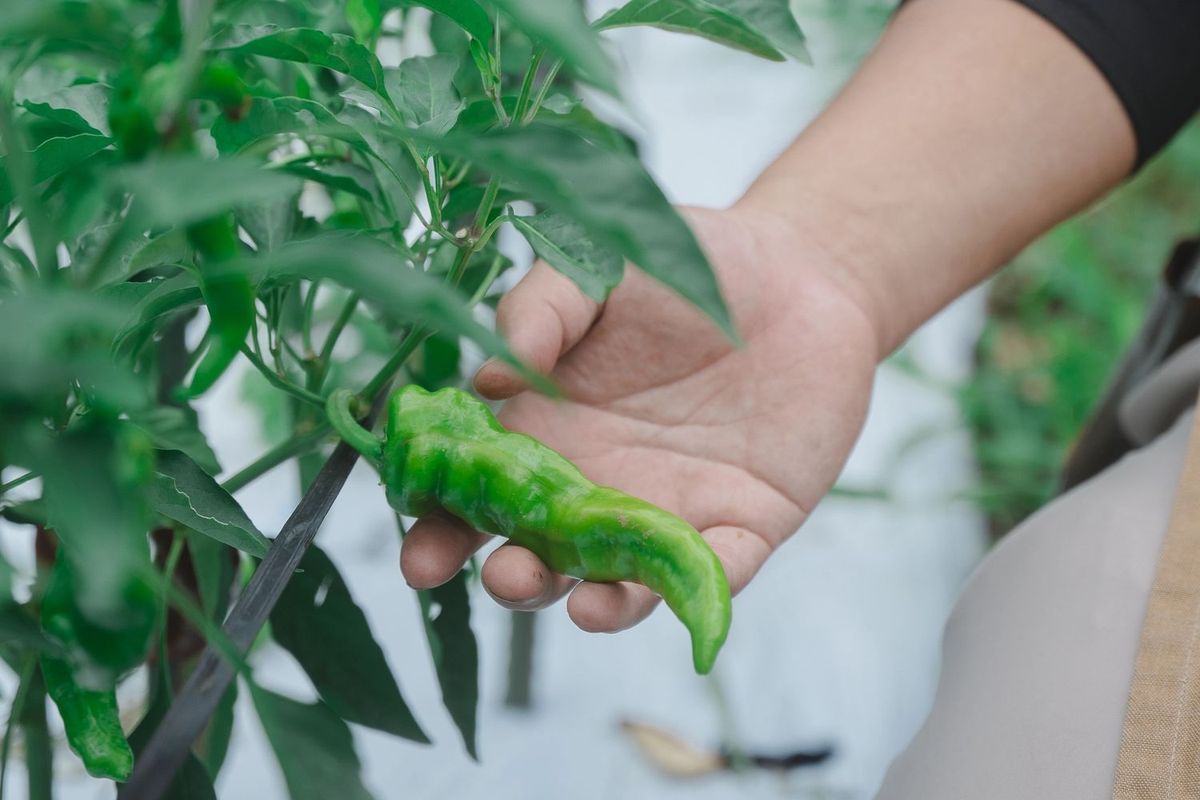 堆肥回収付きのバッグ型コンポスト「ecotasコンポスト」で育てた野菜