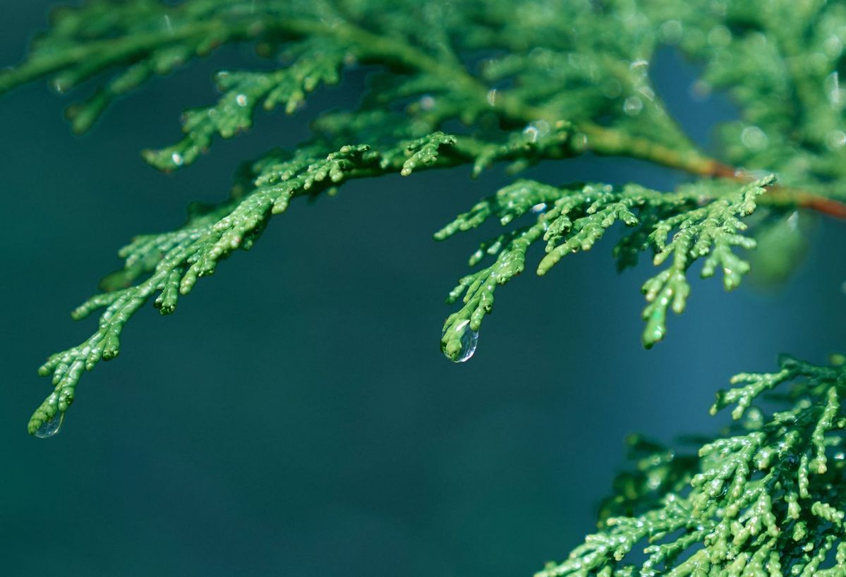森林浴のような香り「ヒノキとサンダルウッド」