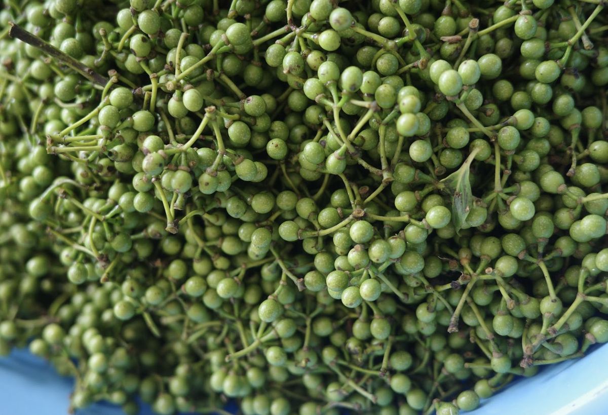 マーガオの実 写真