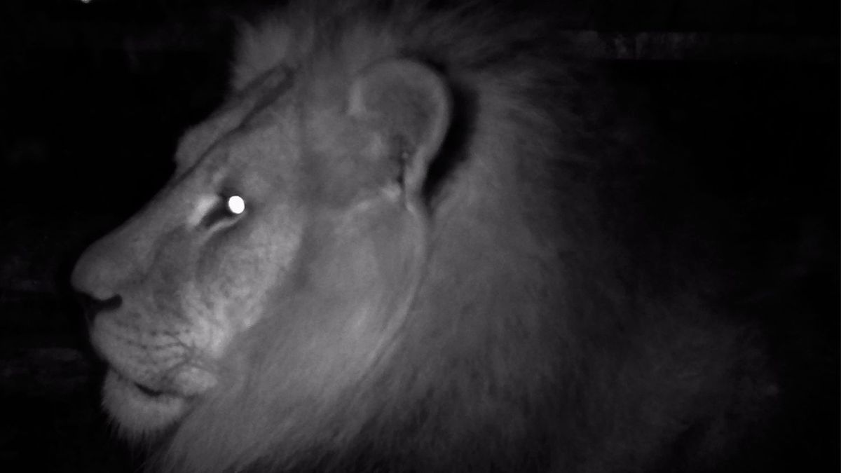 世界初の「ダークスカイ動物園」