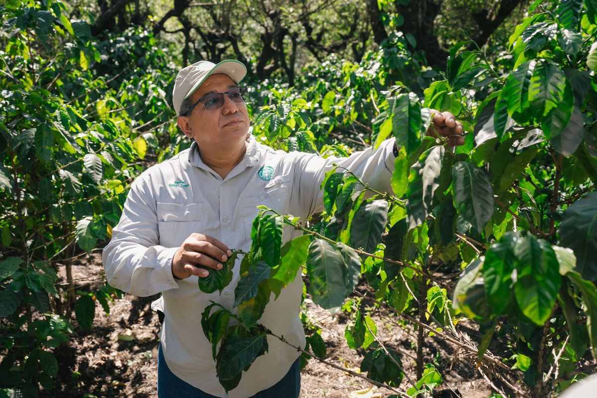バレー オブ ボルケーノ農園 写真