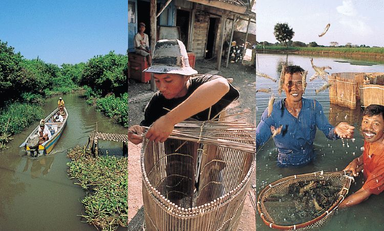 インドネシアのエビ養殖 イメージ写真