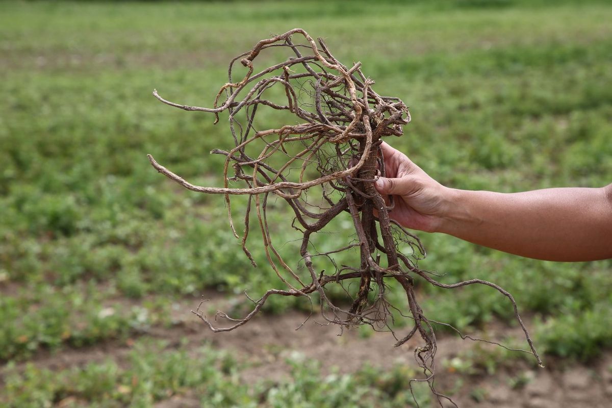 甘草フラボノイド原料 イメージ写真