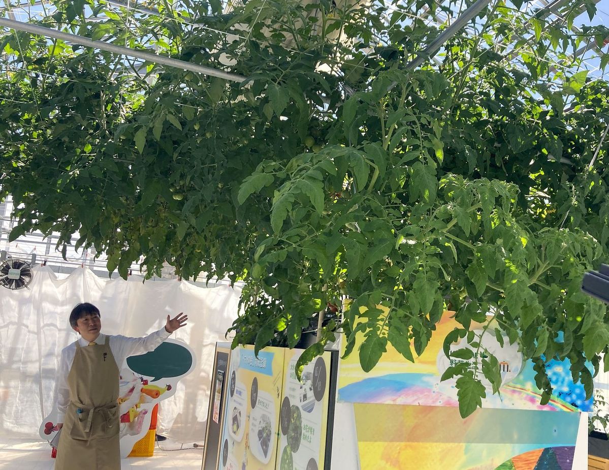 大きく育ったトマトの樹